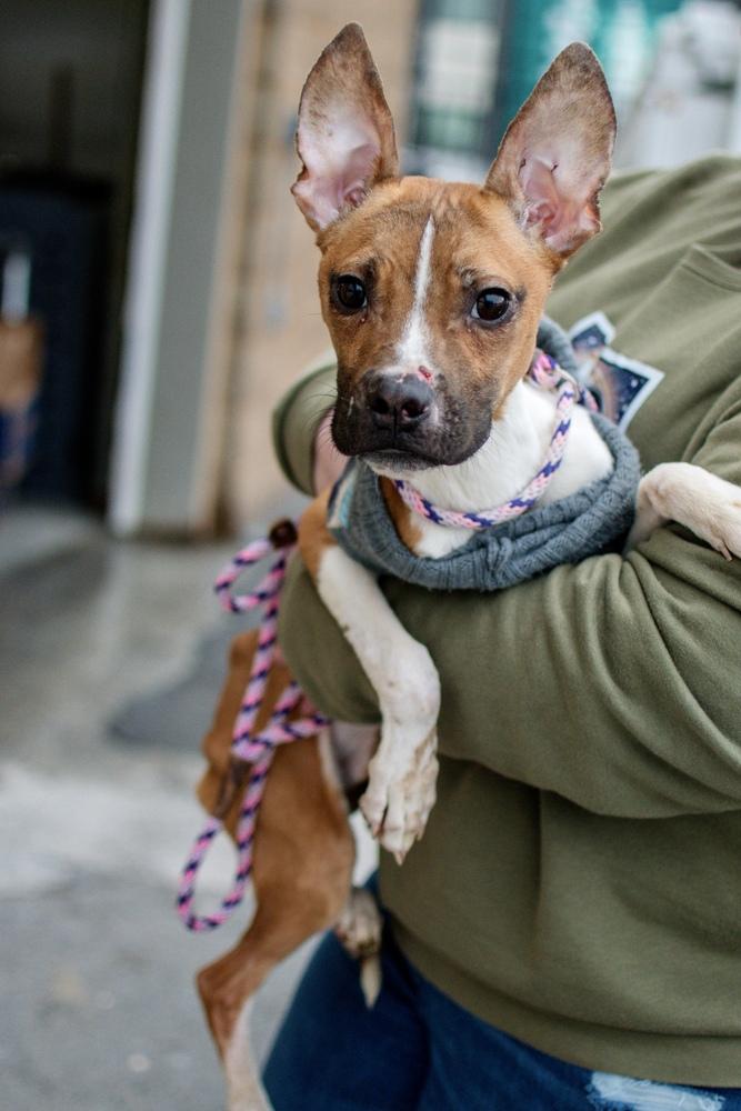 Enlarge Milton, a Adoptable mixed breed in Frankfort, NY image 3/3