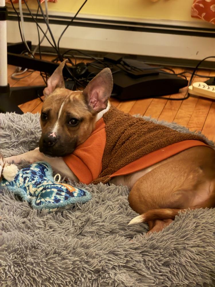 Enlarge Milton, a Adoptable mixed breed in Frankfort, NY image 6/6