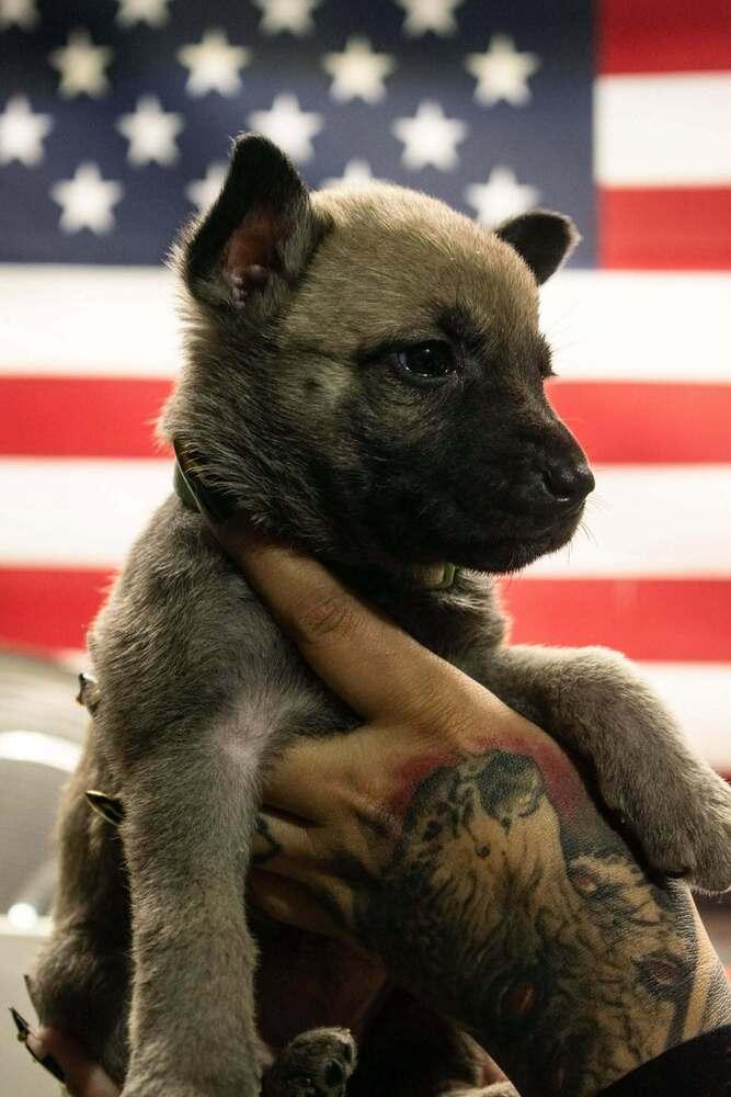 Cali Litter  Camilla