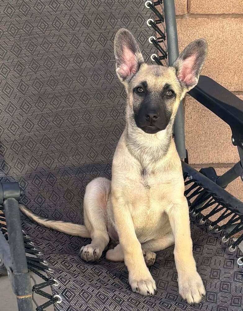 Cali litter - Camilla, located in NV — thumbnail 2