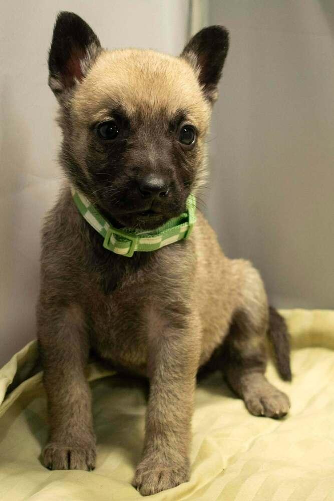 Cali Litter  Camilla thumbnail 4