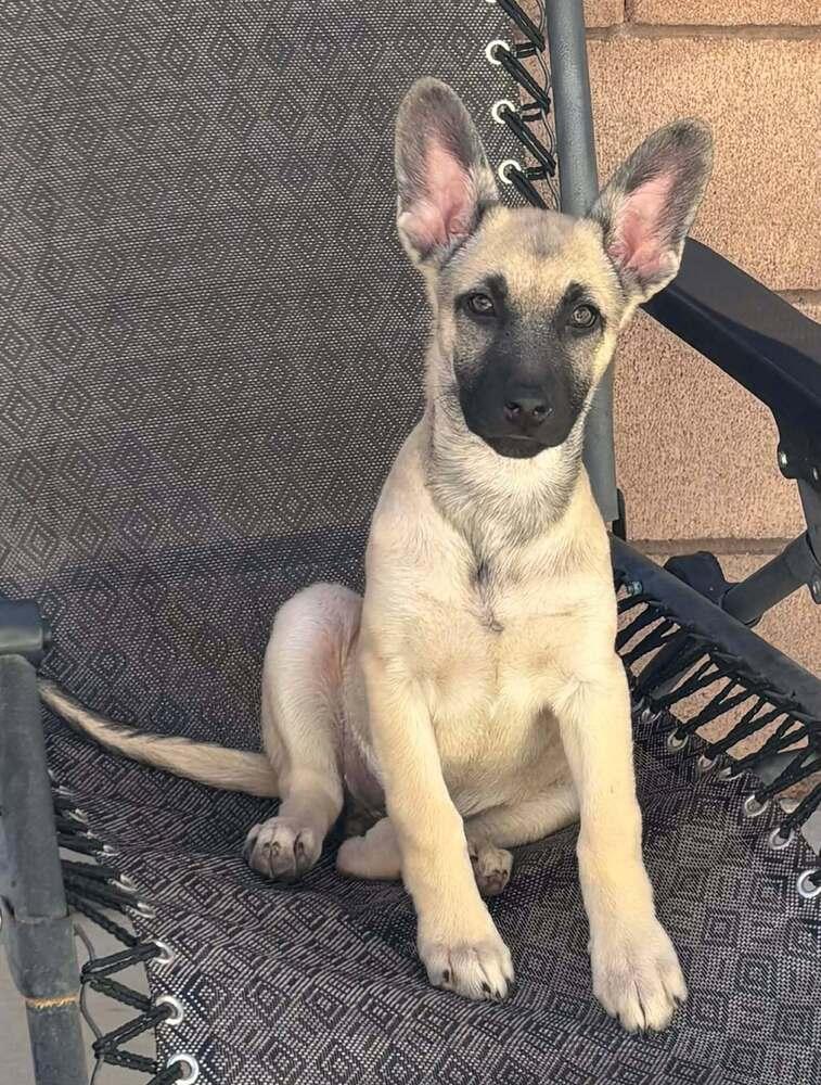 Cali litter - Camilla, located in NV — thumbnail 6