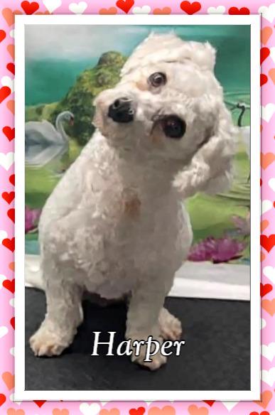 Harper - OK, ADOPTABLE, Adult Female Bichon Frise.