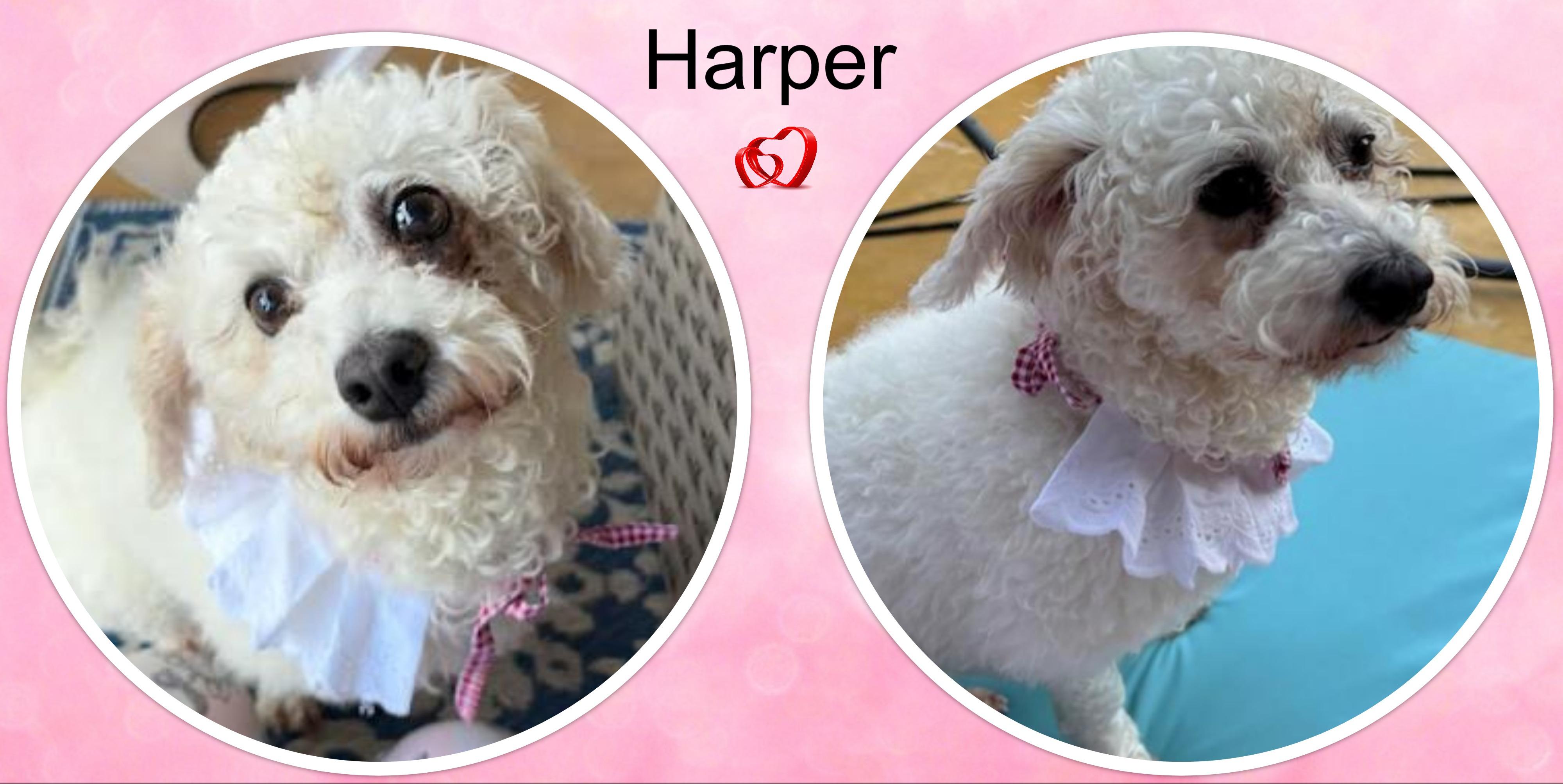 Harper - OK, a ADOPTABLE Bichon Frise in Tulsa, OK image 2/2