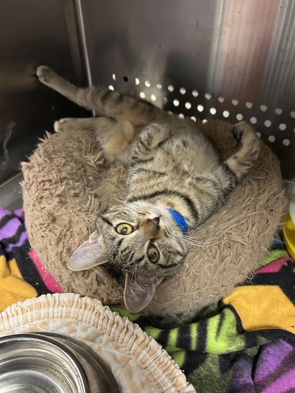 Jordan, Adoptable, Young Female Domestic Short Hair.