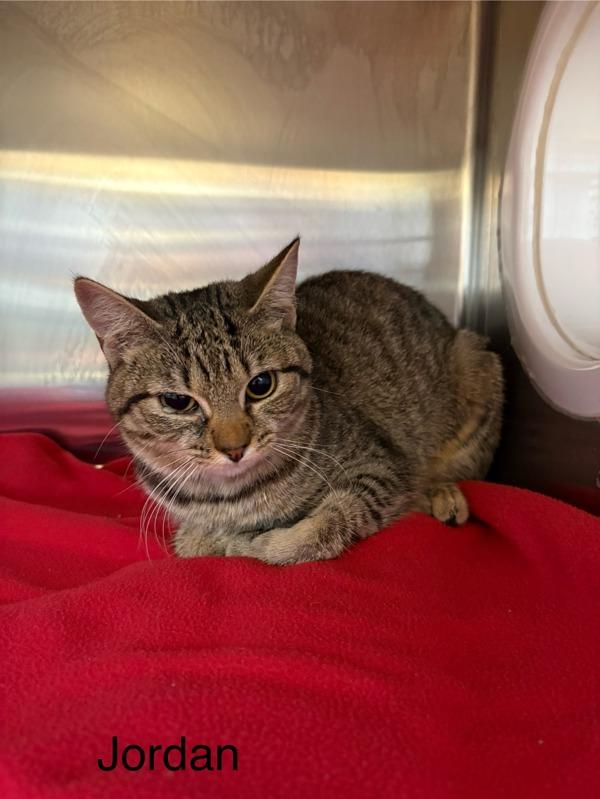 Enlarge Jordan, a Adoptable mixed breed in Knoxville, TN image 2/2