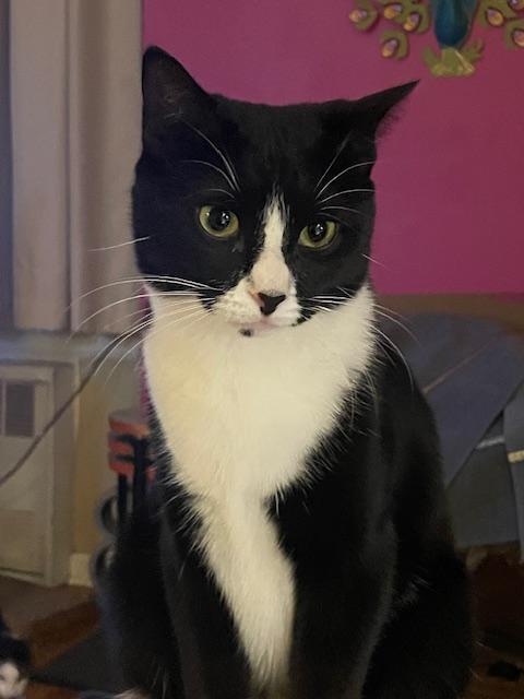 LT. VAN BUREN (SMART SWEETHEART), Adoptable, Adult Female Tuxedo & Domestic Short Hair.