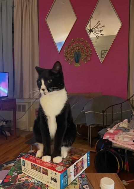 LT. VAN BUREN (SMART SWEETHEART), a Adoptable mixed breed in New York, NY image 5/6