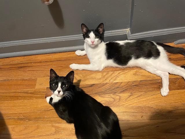 LT. VAN BUREN (SMART SWEETHEART), a Adoptable mixed breed in New York, NY image 6/6