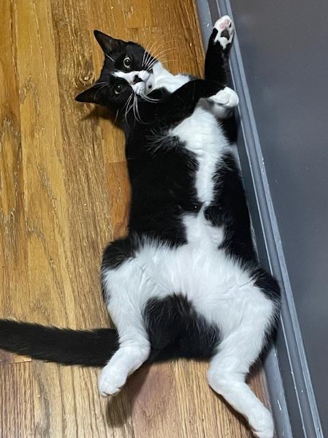 LT. VAN BUREN (SMART SWEETHEART), a Adoptable mixed breed in New York, NY image 3/6