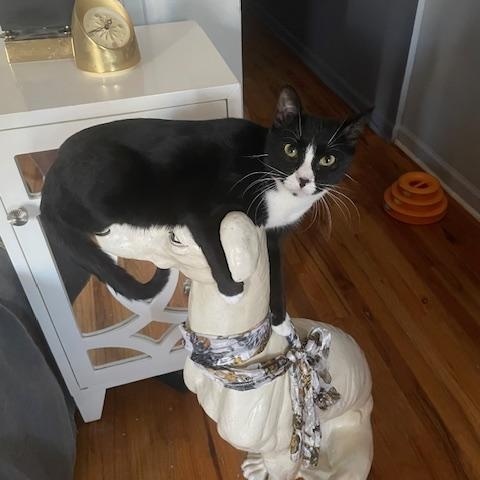 LT. VAN BUREN (SMART SWEETHEART), Adoptable, Adult Female Tuxedo & Domestic Short Hair.