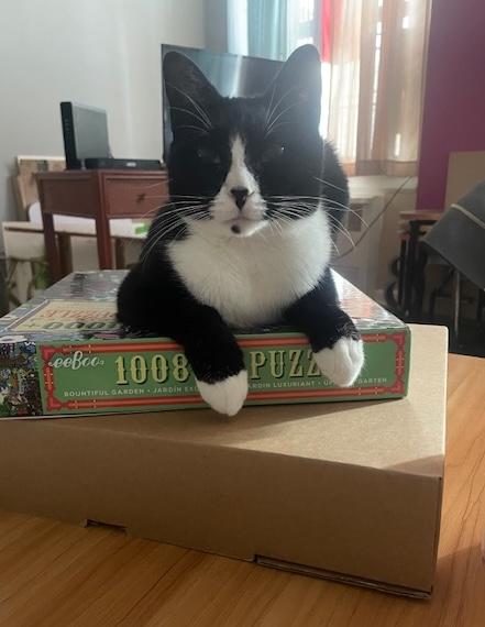 LT. VAN BUREN (SMART SWEETHEART), a Adoptable mixed breed in New York, NY image 2/6