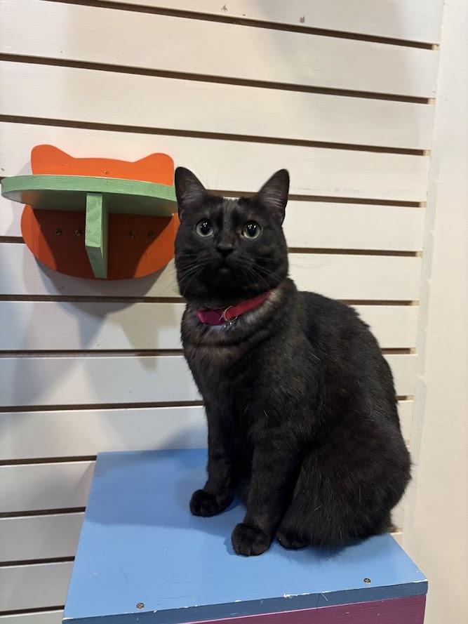 Zelda, Adoptable, Adult Female Domestic Short Hair.