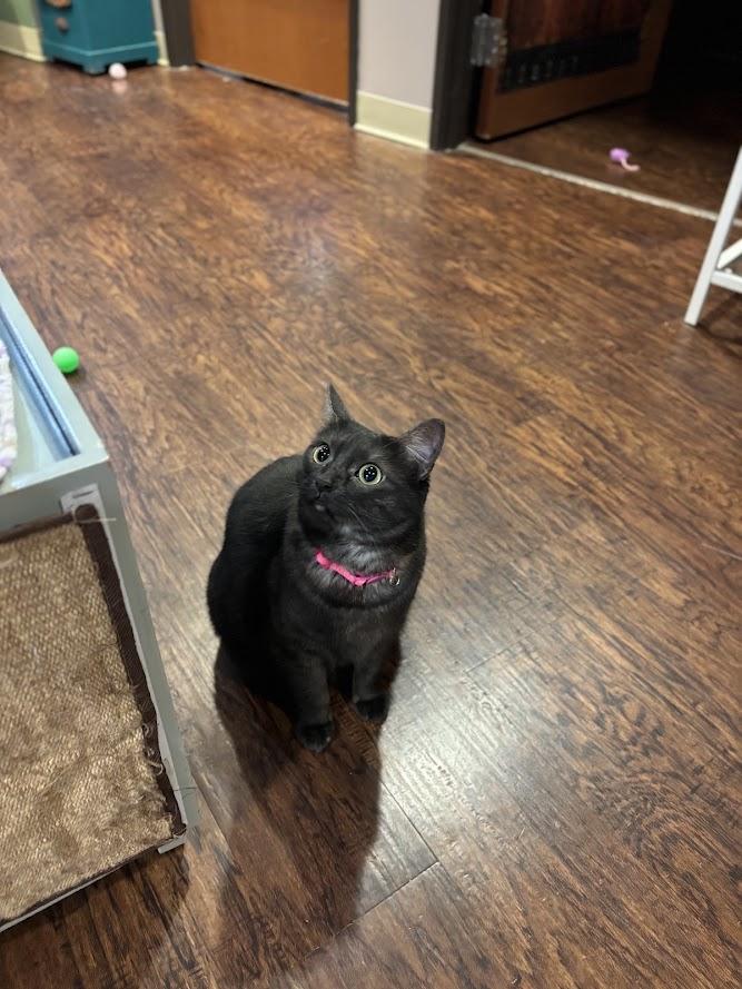 Enlarge Zelda, a Adoptable Domestic Short Hair in The Colony, TX image 2/2