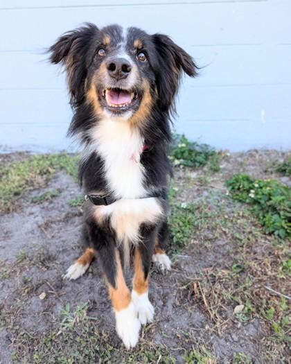 Louie, Adoptable, Adult Male Mixed Breed & Mixed Breed.
