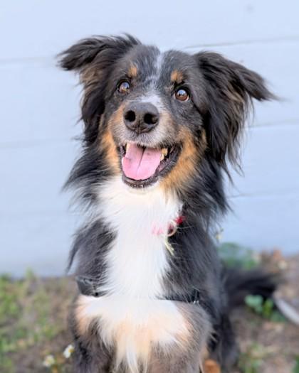 Enlarge Louie, a Adoptable mixed breed in Saint Petersburg, FL image 2/2