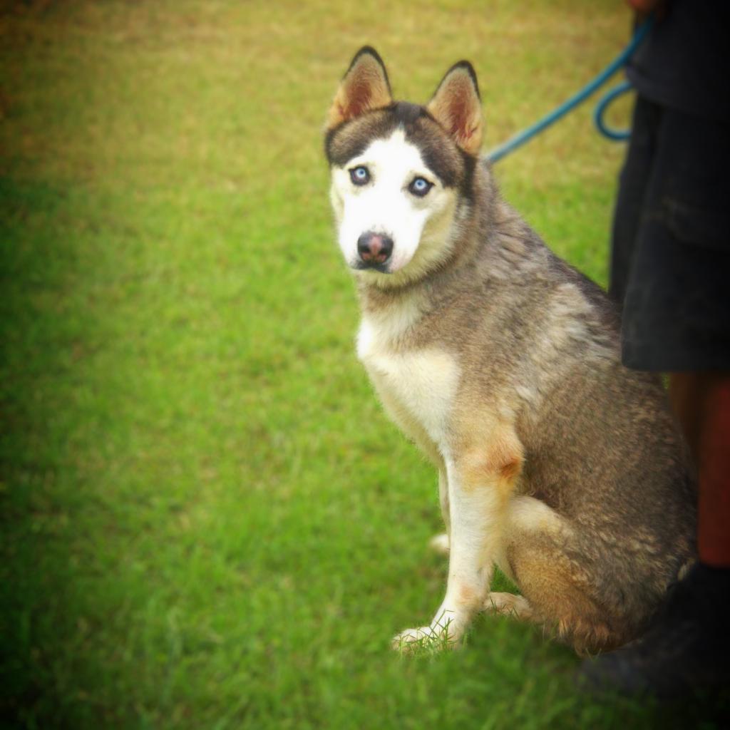 Enlarge Spike JuM, a Adoptable Husky in Austin, TX image 1/6