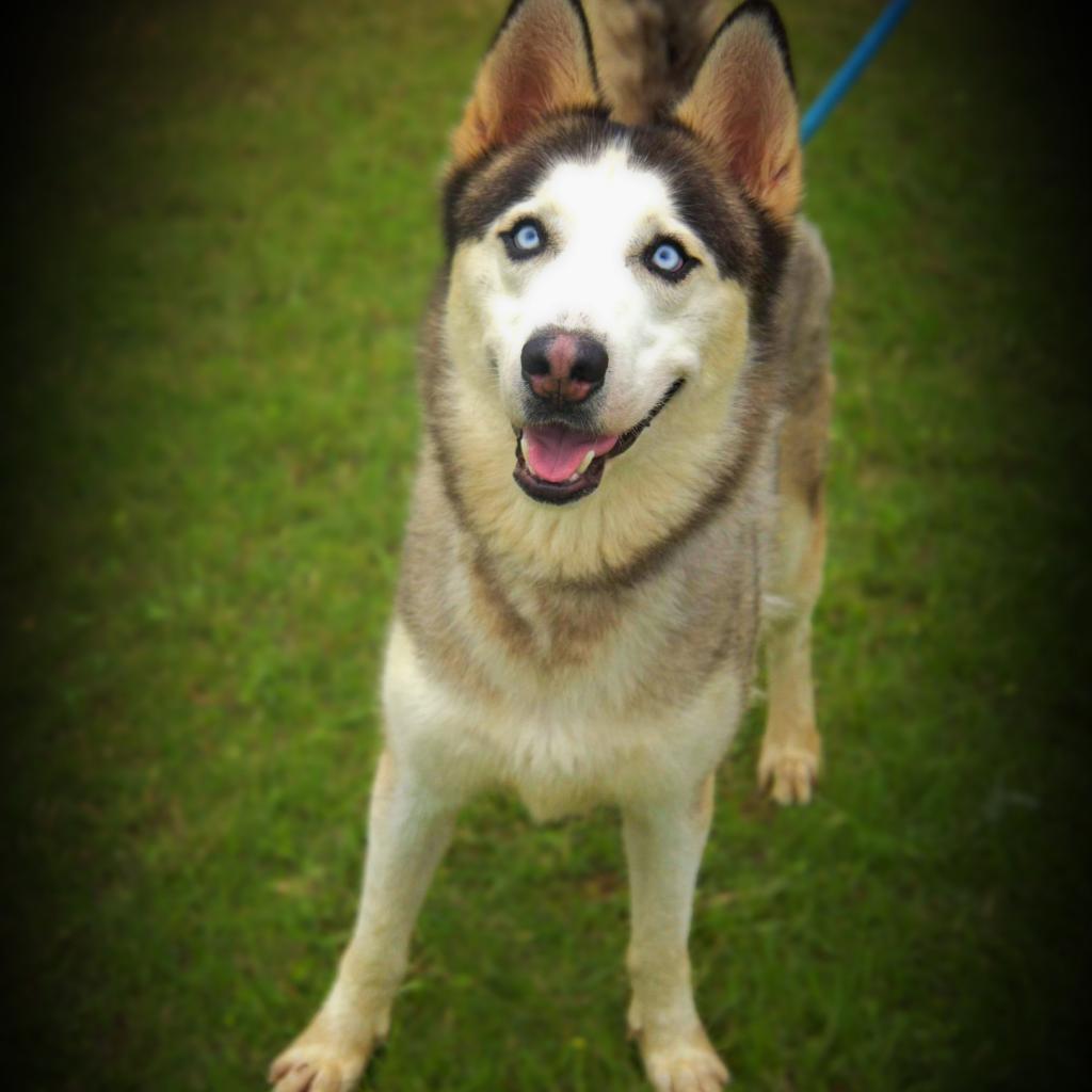 Enlarge Spike JuM, a Adoptable Husky in Austin, TX image 2/6