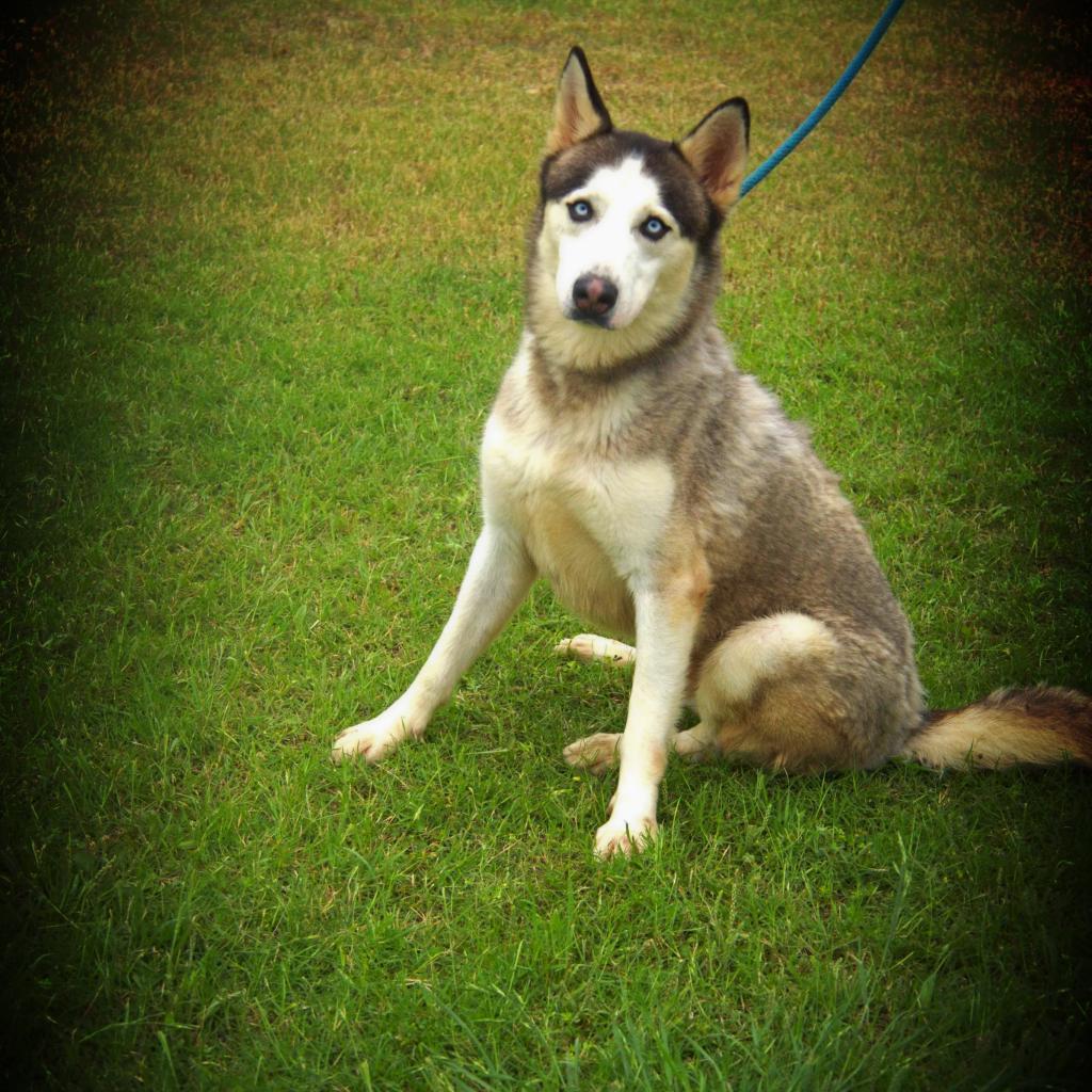 Spike JuM, a Adoptable Husky in Austin, TX image 1/6