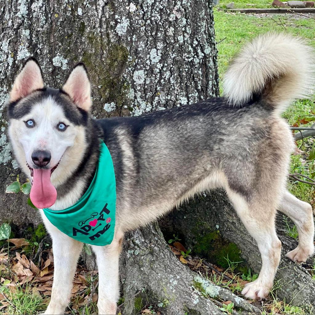 Enlarge Spike JuM, a Adoptable Husky in Austin, TX image 5/6