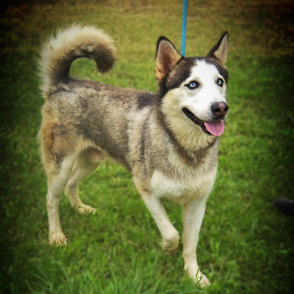 Spike JuM, a Adoptable Husky in Austin, TX image 4/6