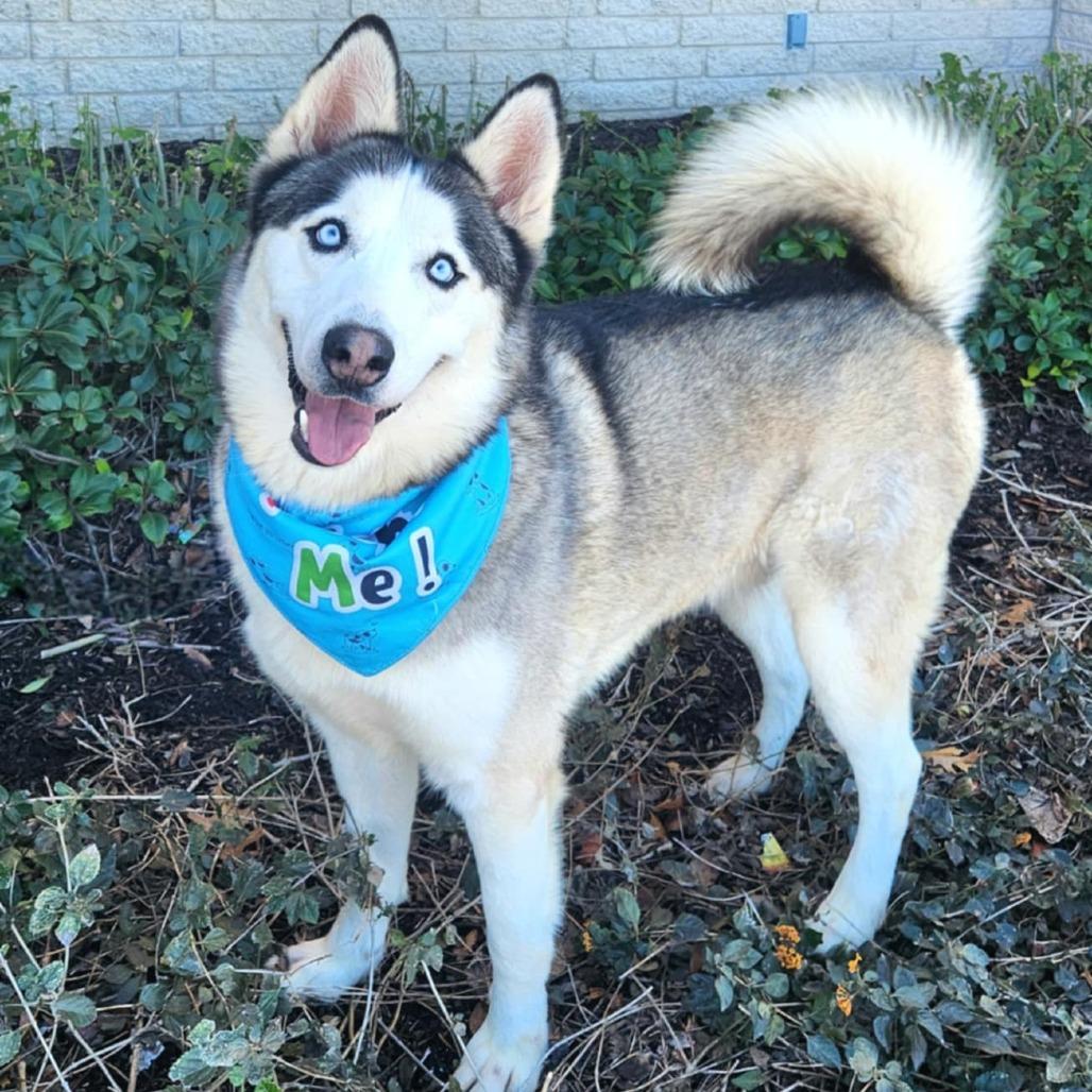 Spike JuM, Adoptable, Adult Male Husky.