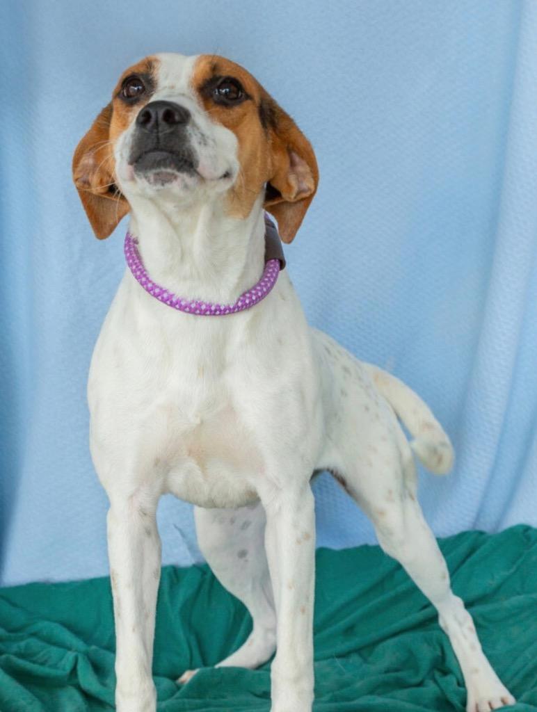 Maria, a Adoptable mixed breed in North Syracuse, NY image 1/2