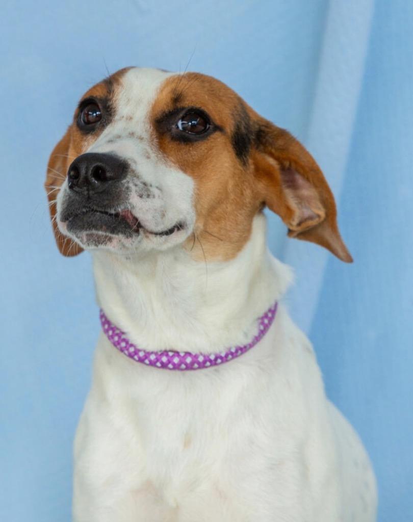 Maria, a Adoptable mixed breed in North Syracuse, NY image 2/2