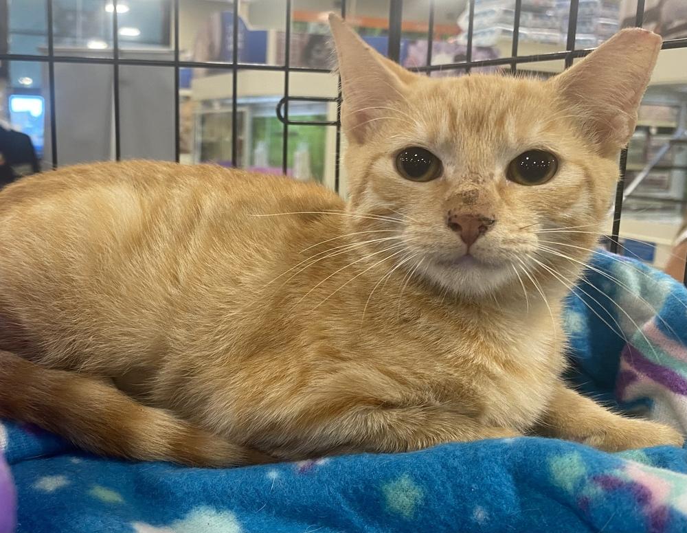 Poppy, Adopted, Young Female Tabby & Domestic Short Hair.