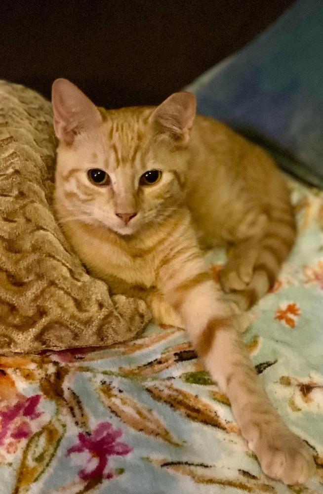 Enlarge Poppy, a Adopted mixed breed in Panama City Beach, FL image 2/6