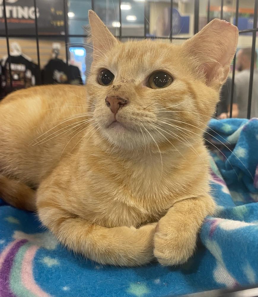 Enlarge Poppy, a Adopted mixed breed in Panama City Beach, FL image 3/6