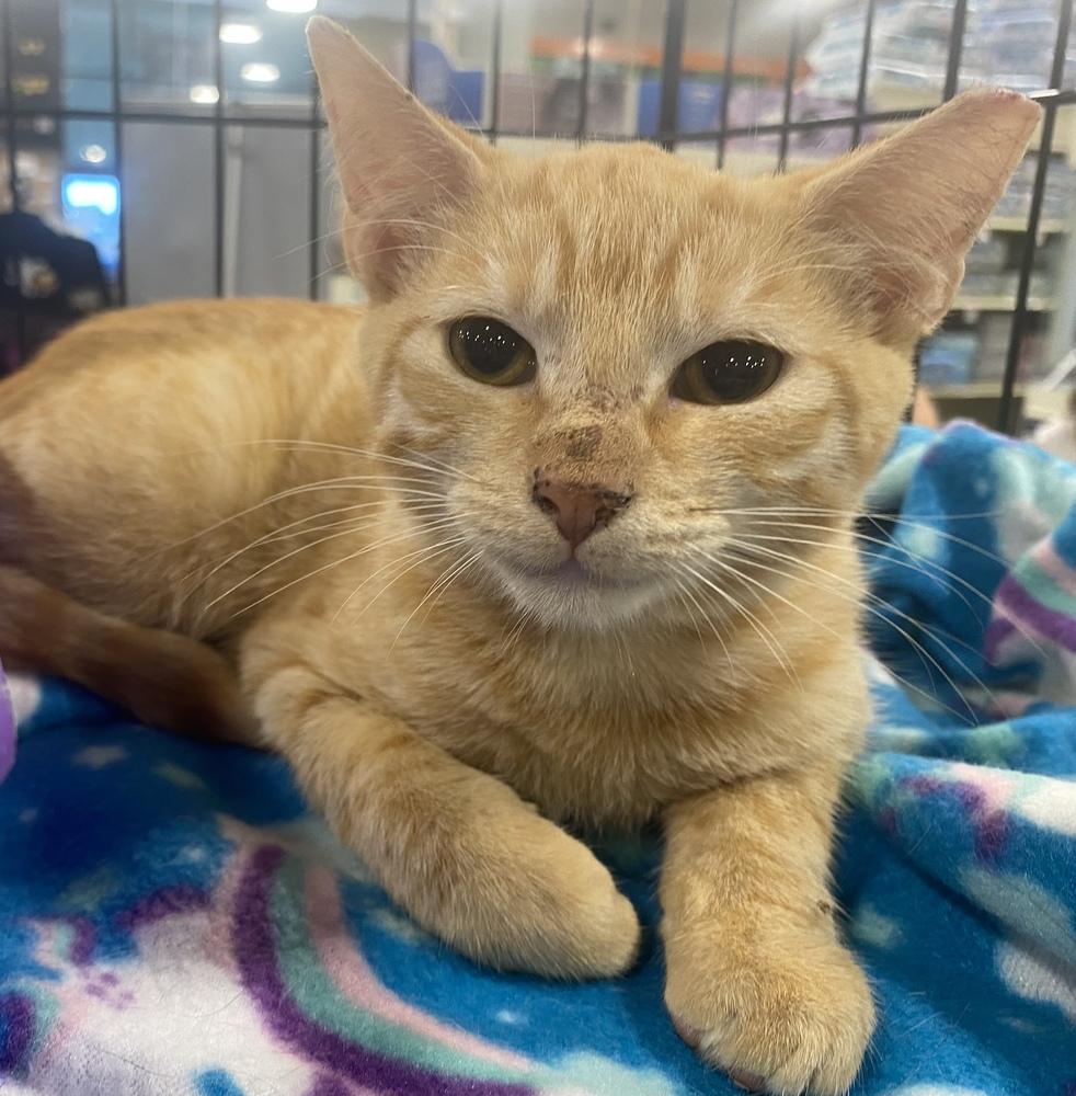 Enlarge Poppy, a Adopted mixed breed in Panama City Beach, FL image 4/6