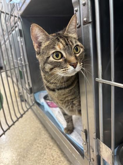 Mia, Adult Female unknown