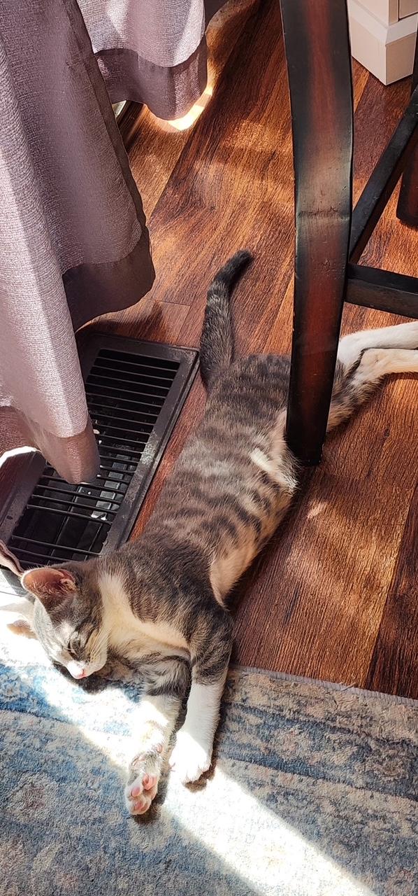 Frankie, a ADOPTABLE Domestic Short Hair in Cleveland, OH image 5/5