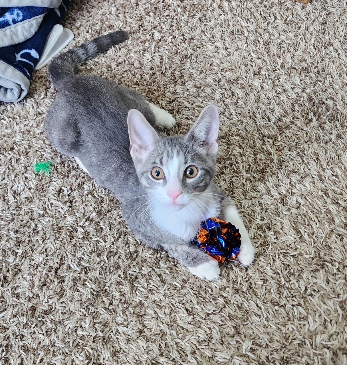 Frankie, a ADOPTABLE Domestic Short Hair in Cleveland, OH image 1/5