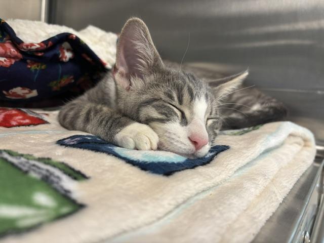 Frankie, a ADOPTABLE Domestic Short Hair in Cleveland, OH image 3/5
