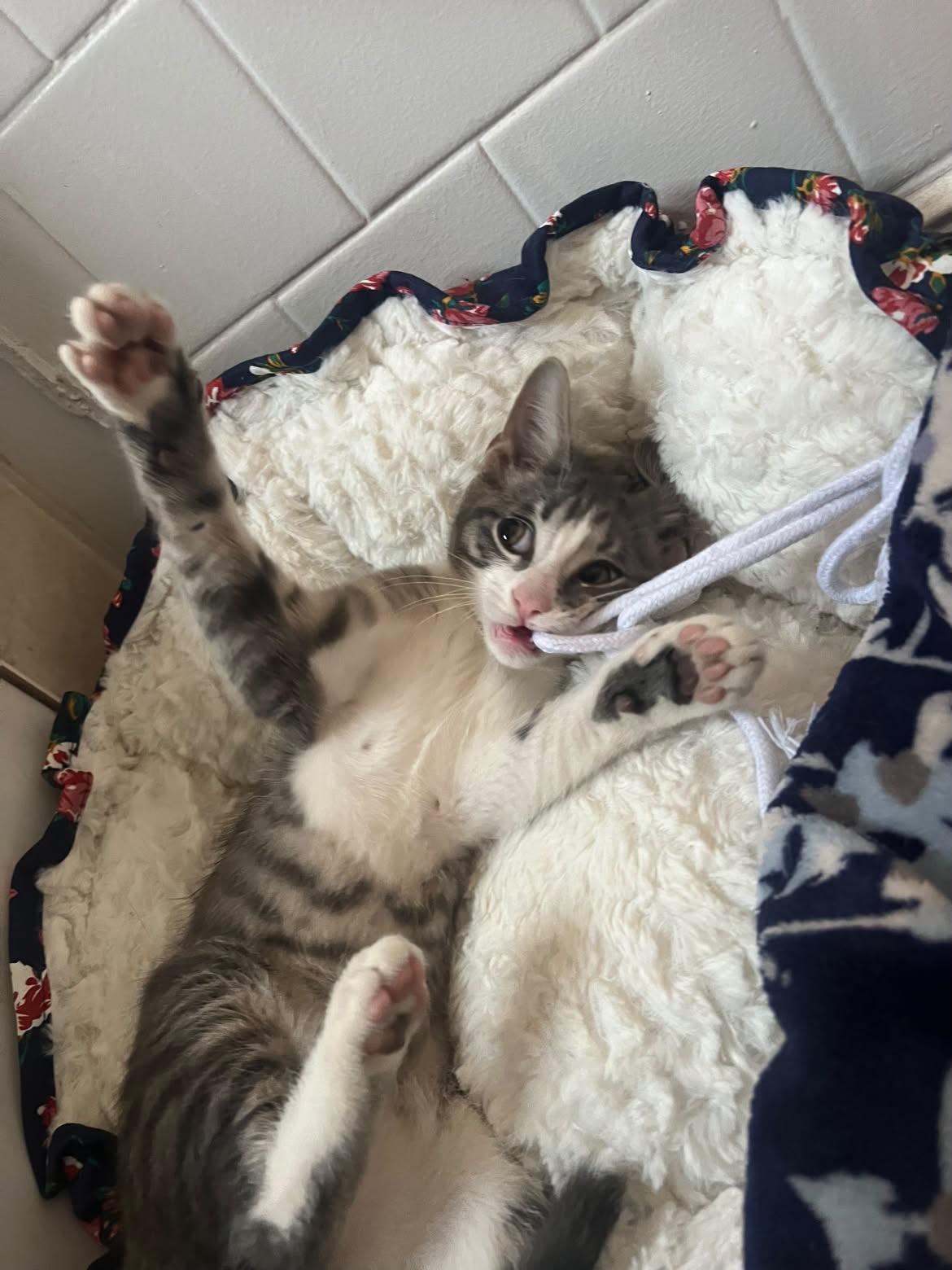 Frankie, a ADOPTABLE Domestic Short Hair in Cleveland, OH image 2/5