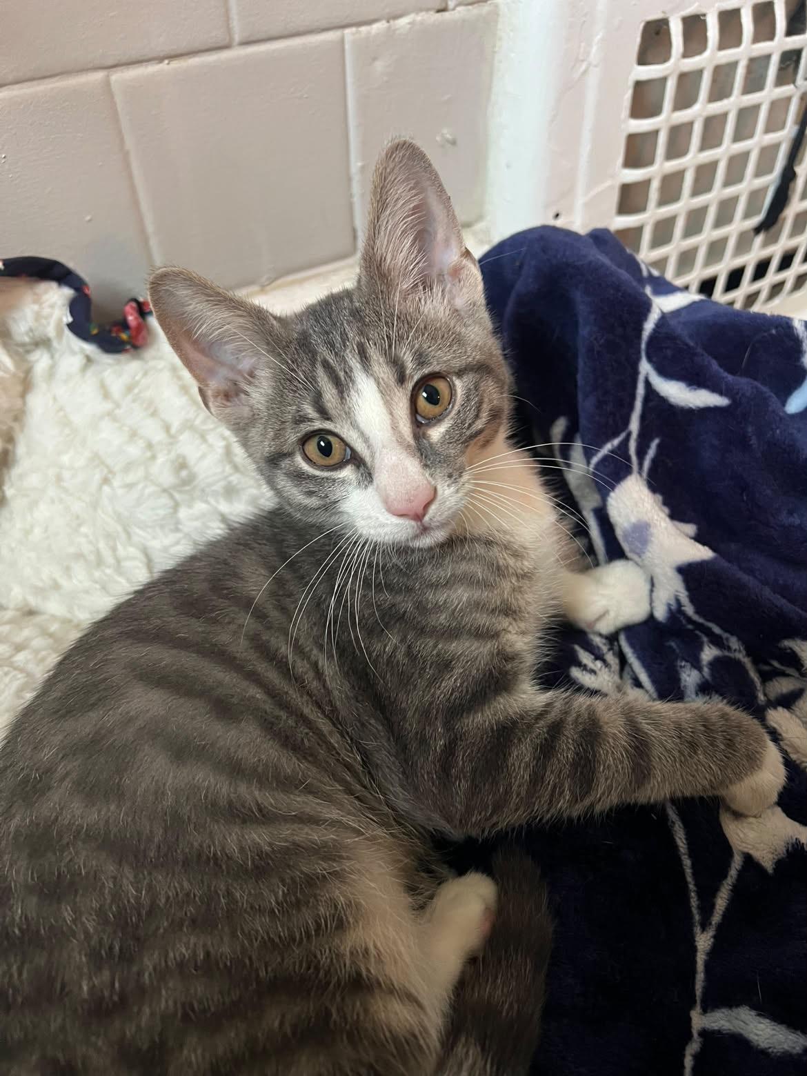 Frankie, a ADOPTABLE Domestic Short Hair in Cleveland, OH image 4/5