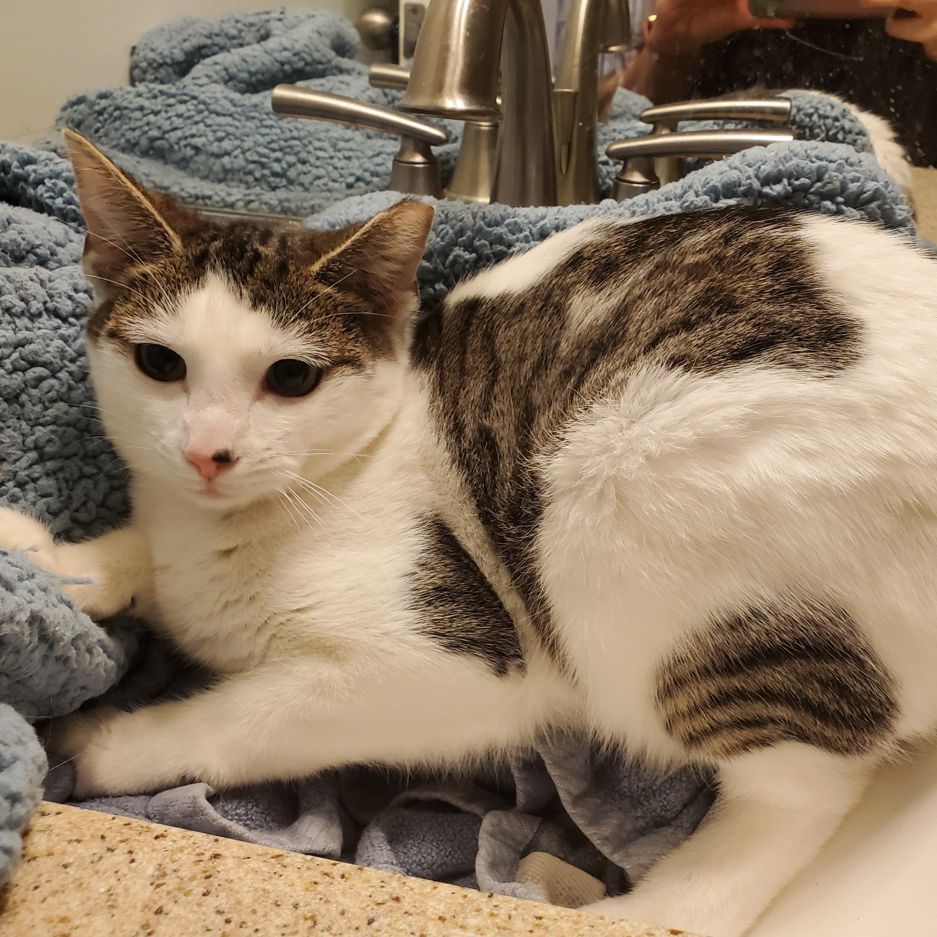 Enlarge Jasmine, a Adoptable mixed breed in Baltimore, MD image 2/2