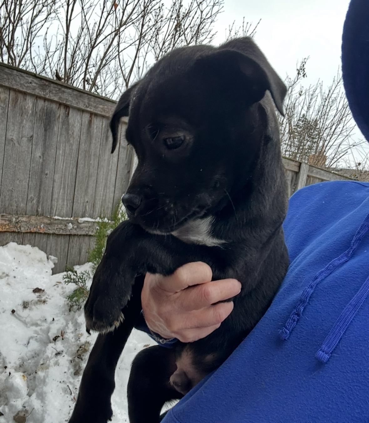 Clark, ADOPTABLE, Puppy Male Pug.