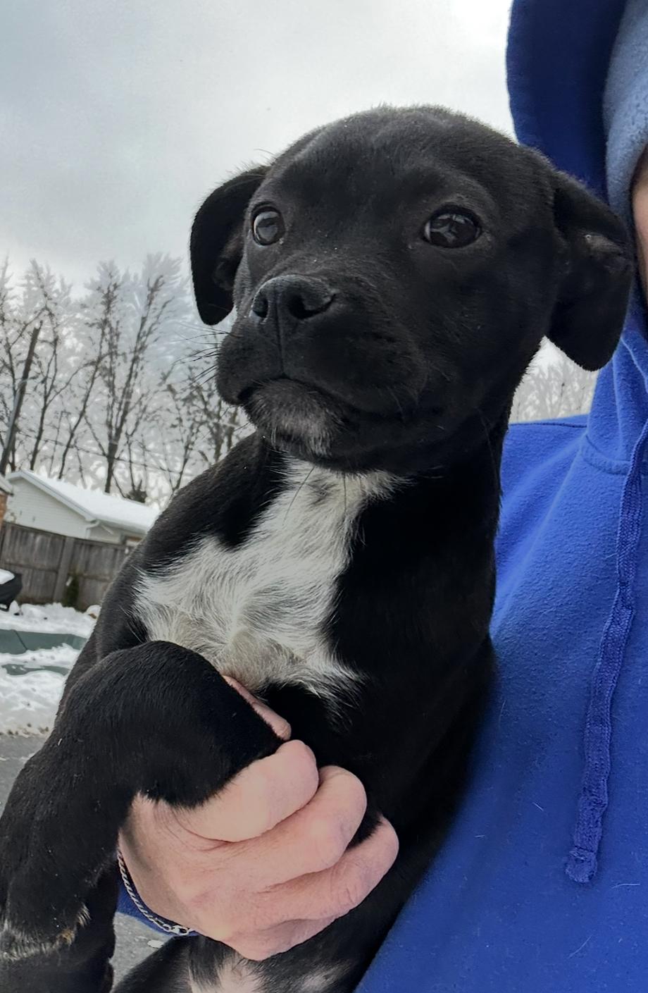 Clark, a ADOPTABLE mixed breed in Arlington Heights, IL image 2/5