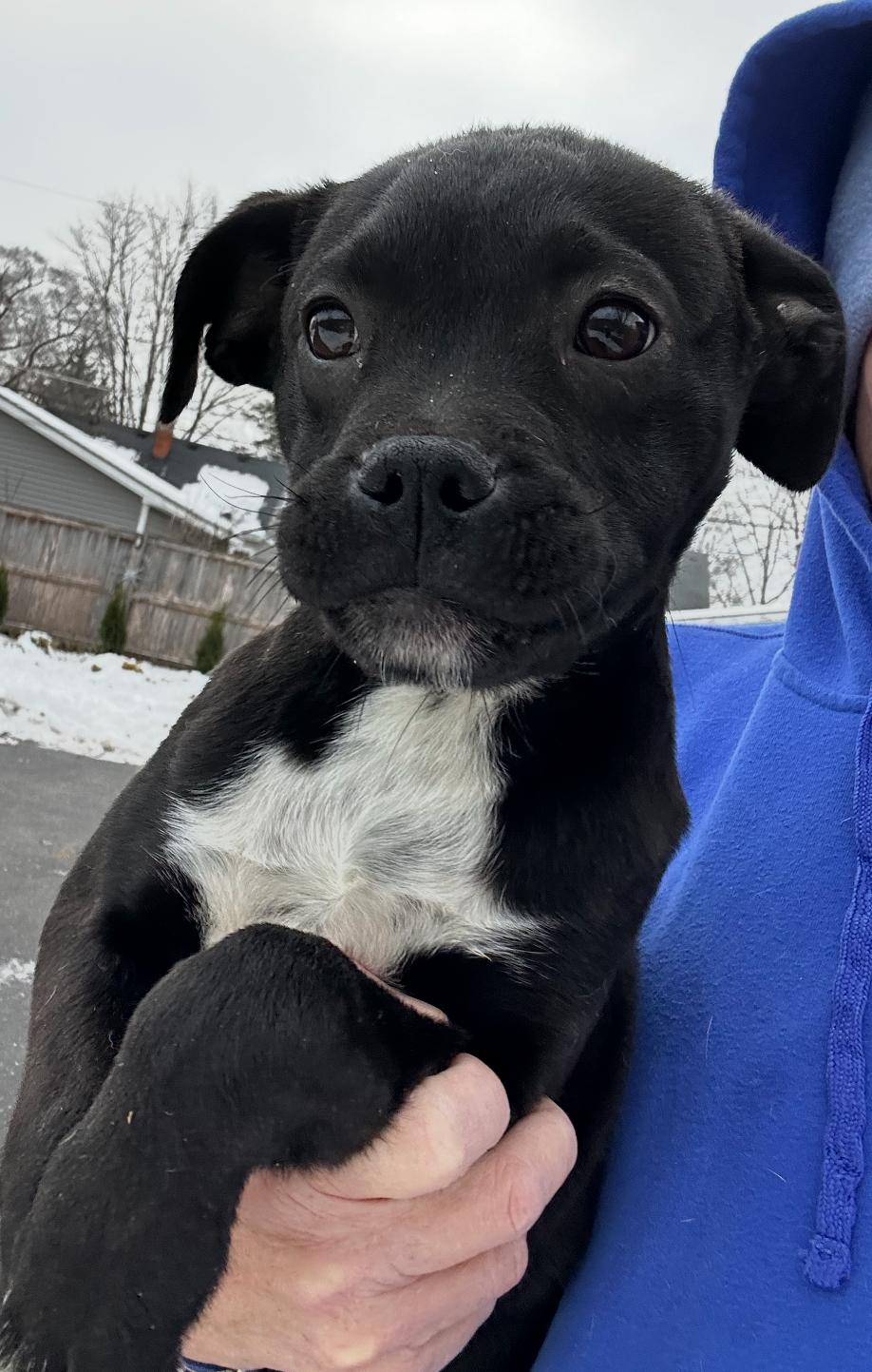 Clark, a ADOPTABLE mixed breed in Arlington Heights, IL image 3/5