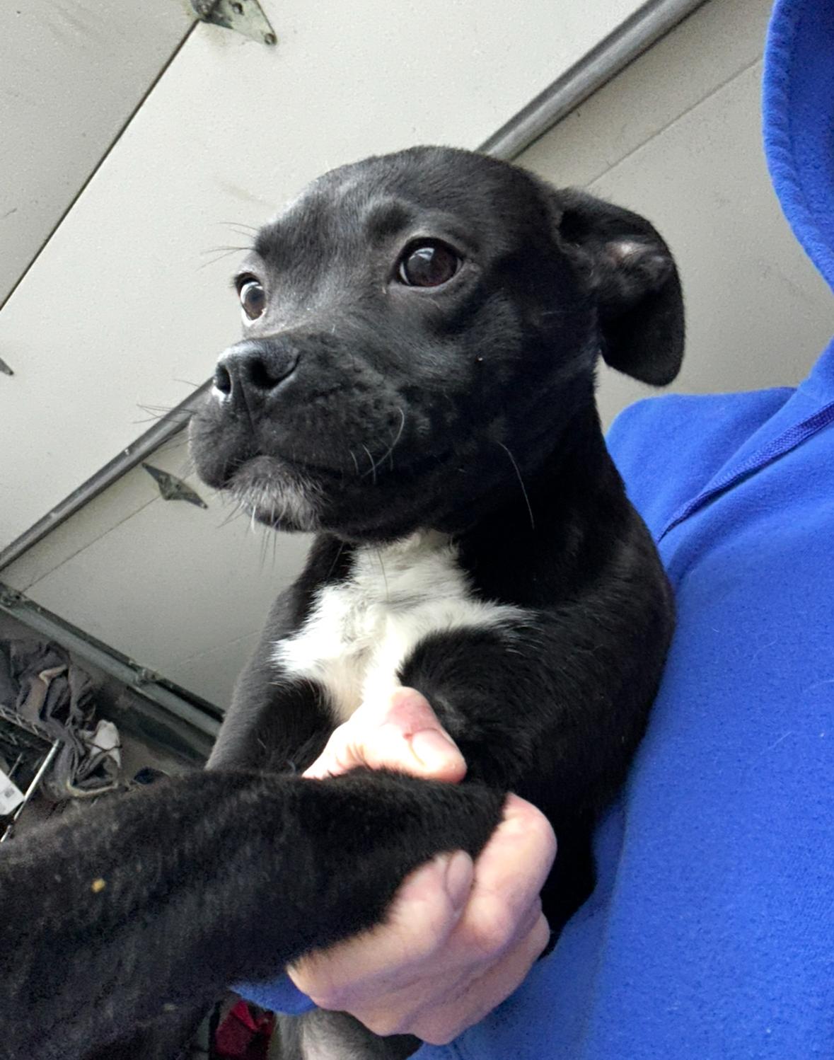 Clark, a ADOPTABLE mixed breed in Arlington Heights, IL image 5/5