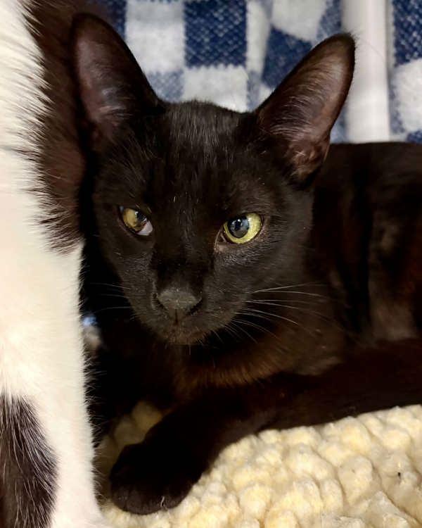 Linden, Adoptable, Young Male Domestic Short Hair.