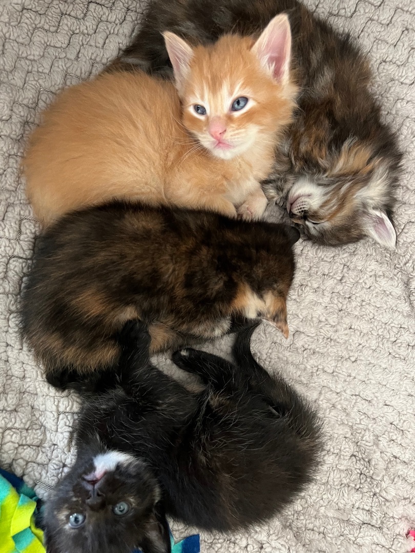 Enlarge Kitten Fosters Needed (SF Bay Area), a Adoptable mixed breed in San Jose, CA image 5/5