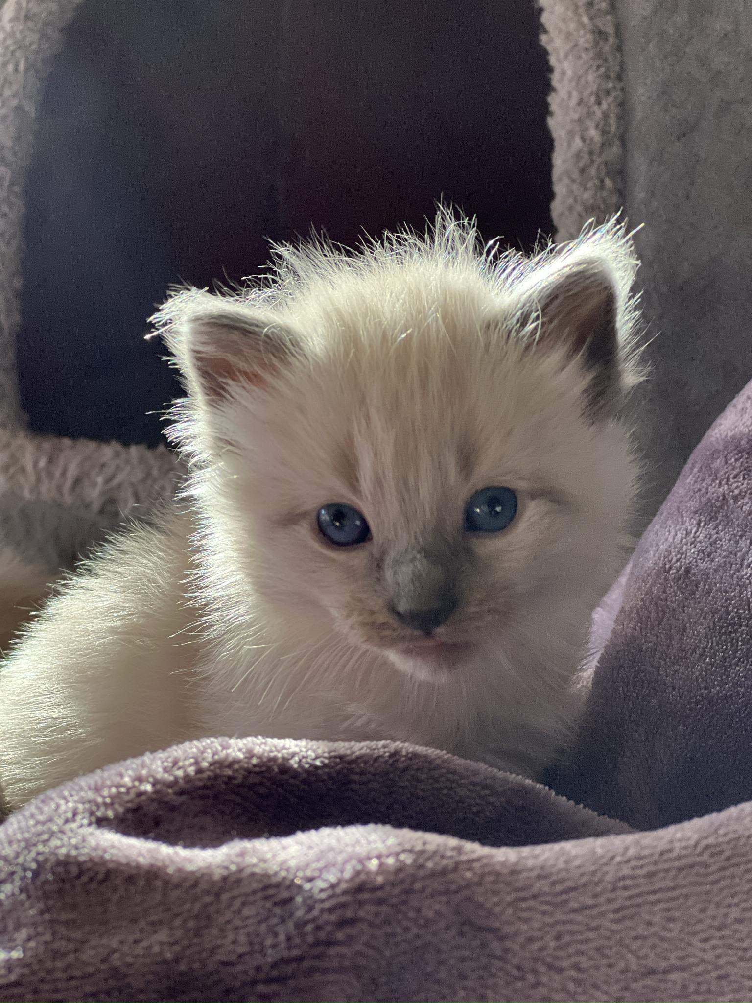 Enlarge Kitten Fosters Needed (SF Bay Area), a Adoptable mixed breed in San Jose, CA image 1/5