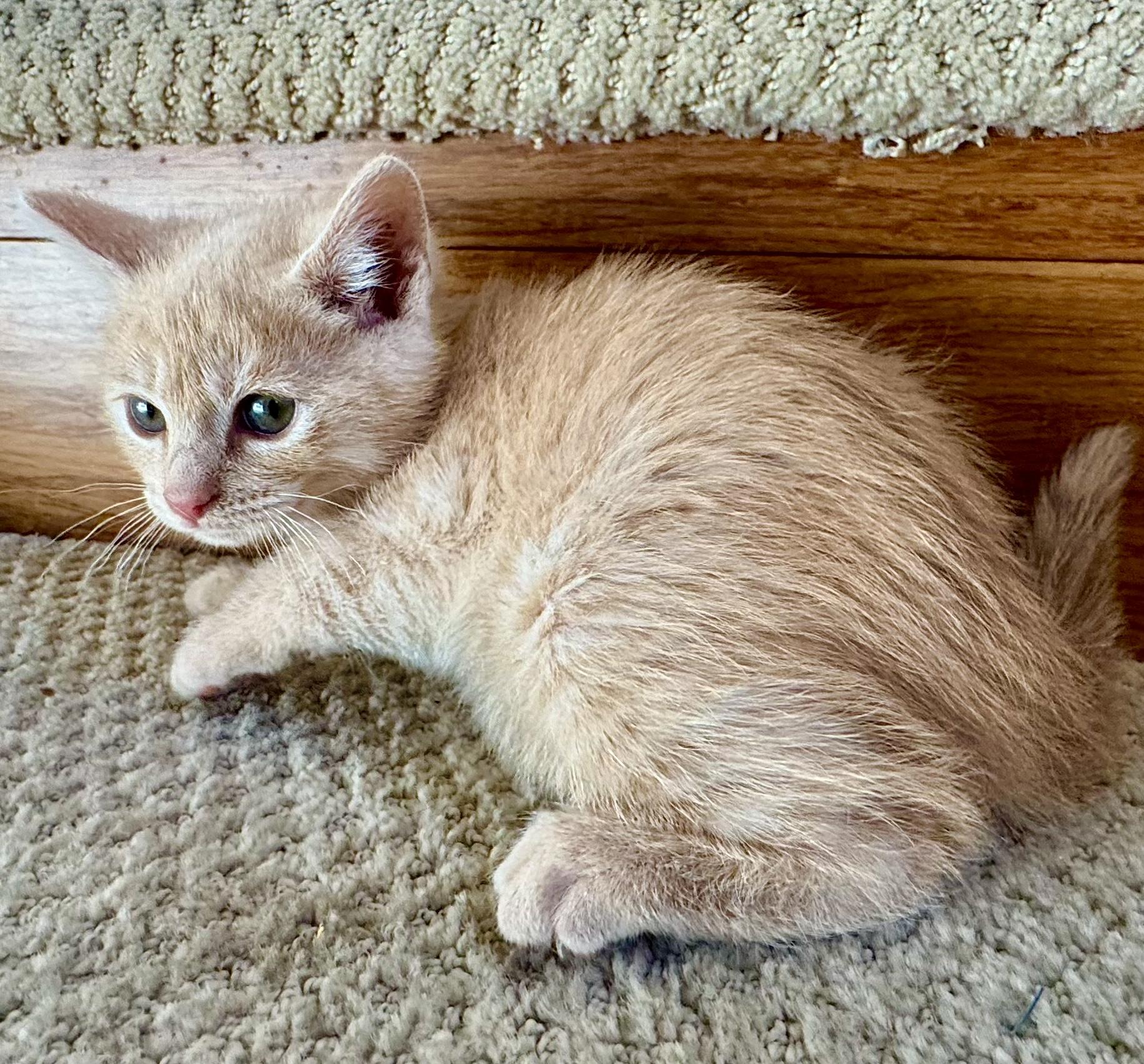 Enlarge Kitten Fosters Needed (SF Bay Area), a Adoptable mixed breed in San Jose, CA image 2/5
