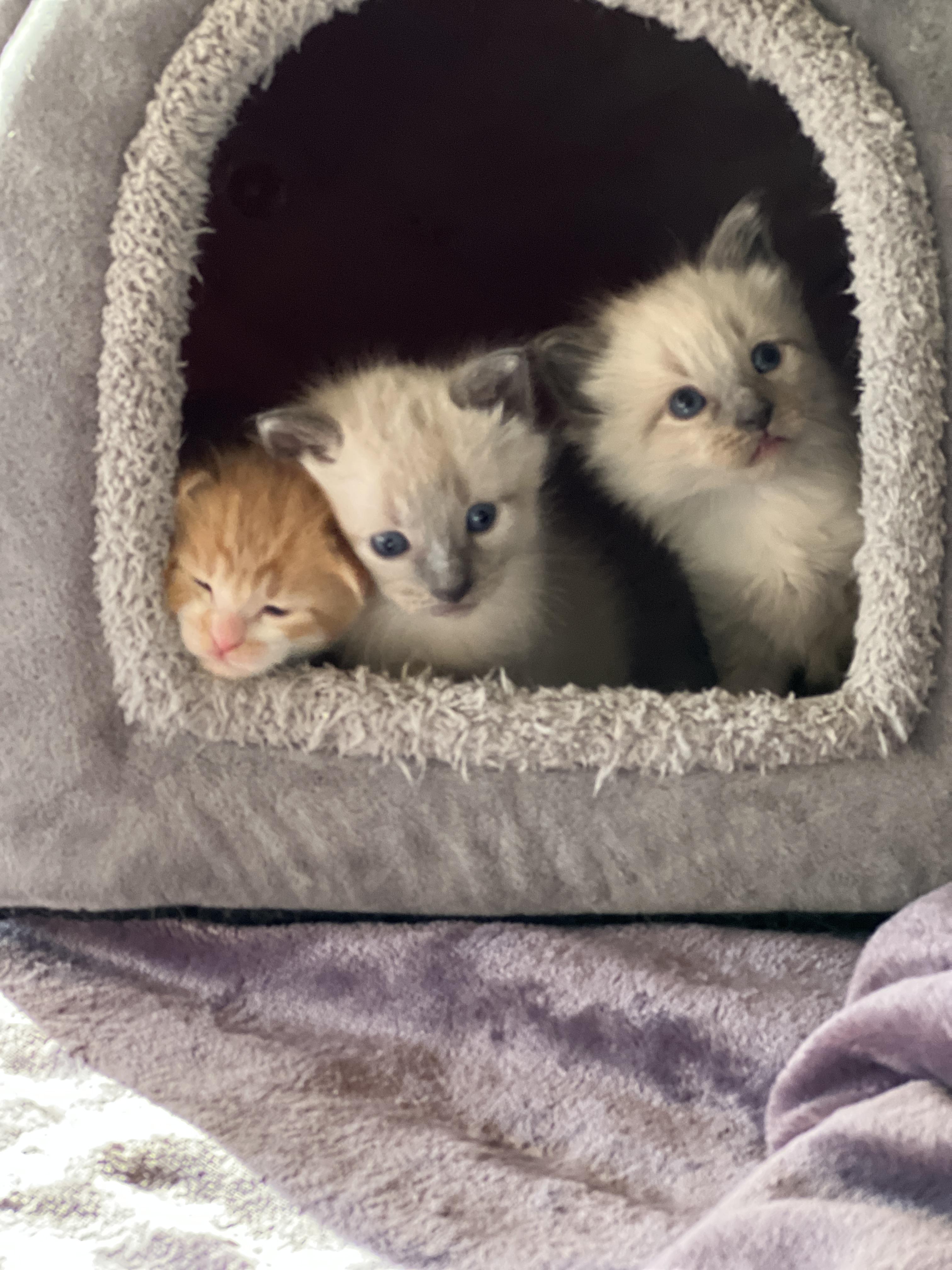 Kitten Fosters Needed (SF Bay Area) photo 4