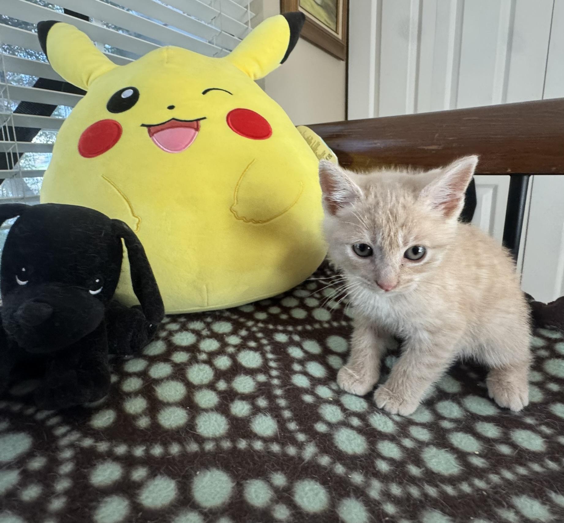 Enlarge Kitten Fosters Needed (SF Bay Area), a Adoptable mixed breed in San Jose, CA image 4/5