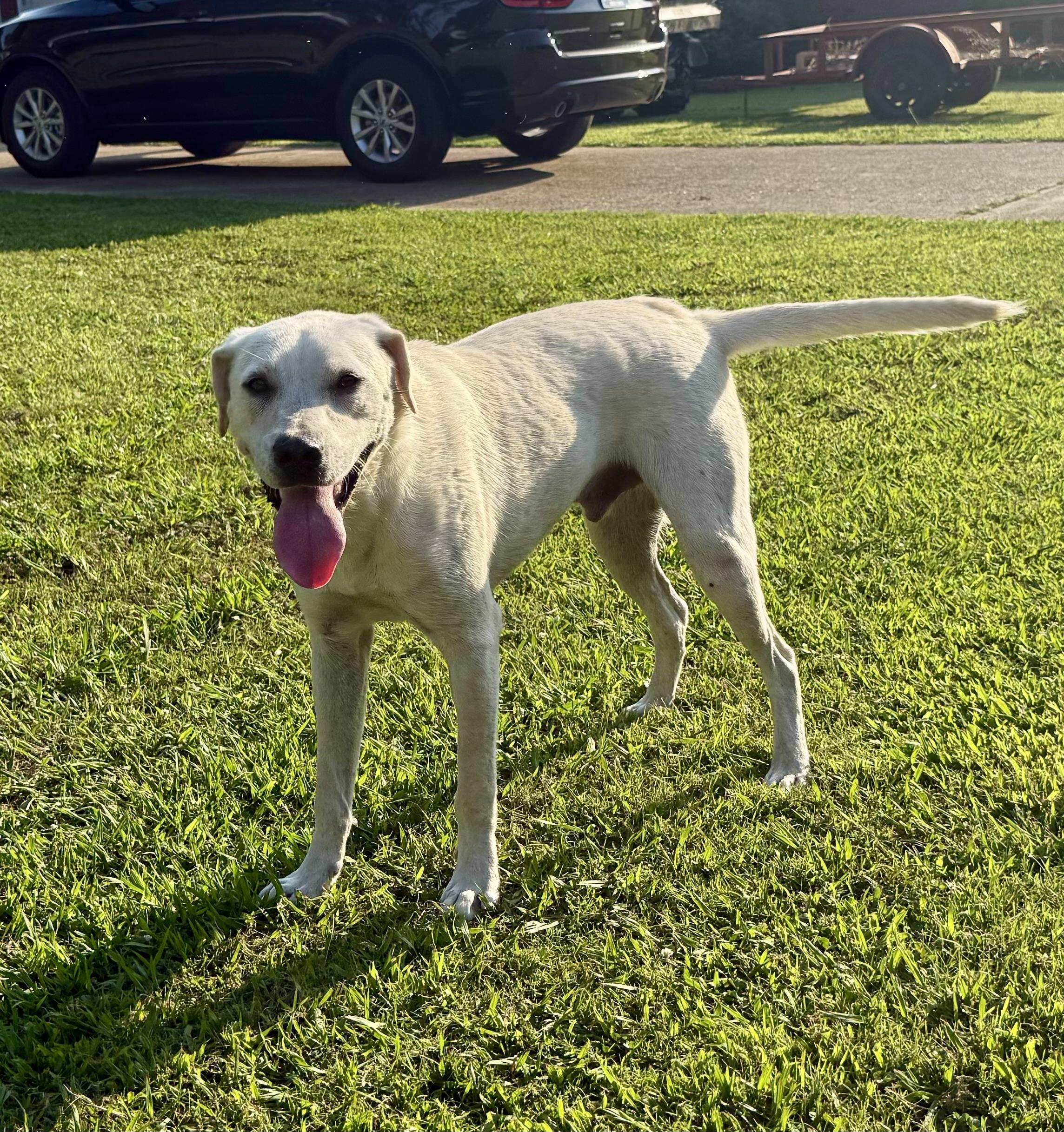 Aspen, a Adoptable mixed breed in Pembroke, MA image 6/6